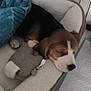 puppy, dog_bed, blanket, sleeping, plush_toy, indoor, pet, canine, cute, resting, furry, animal, cozy, soft, comfort, young_dog, relaxing, home, cage, paw