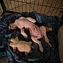 Couki participe au concours pour gagner de l'argent avec cette photo : puppy, dog, sleeping, blanket, stuffed_toy, pet, playpen, indoor, cozy, resting, cute, animal, canine, soft, fur, relaxation, comfort, home, young, nap