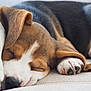 puppy, dog, sleeping, close_up, paw, nose, fur, cozy, resting, cute, pet, animal, indoors, soft, young, brown, white, black, snuggling, relaxation