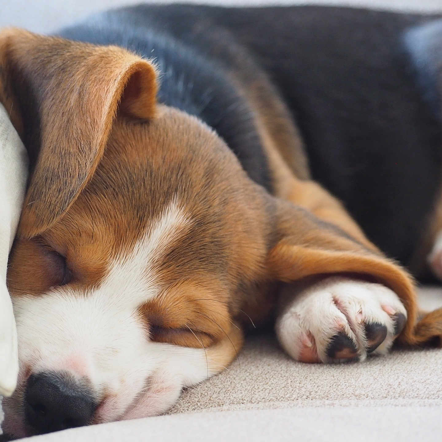 Couki participe au concours pour gagner de l'argent avec cette photo : animal, black, brown, close_up, cozy, cute, dog, fur, indoors, nose, paw, pet, puppy, relaxation, resting, sleeping, snuggling, soft, white, young