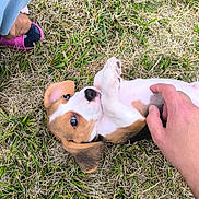 Couki participe au concours pour gagner de l'argent avec cette photo : puppy, dog, grass, hand, playing, cute, outdoor, pet, animal, young, tickling, foot, slipper, child, brown, white, black, ears, belly, nature