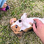 puppy, dog, grass, hand, playing, cute, outdoor, pet, animal, young, tickling, foot, slipper, child, brown, white, black, ears, belly, nature