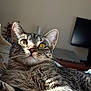 bed, blanket, cat, close_up, computer_monitor, cozy, ears, fur, indoor, nose, paws, pet, portrait, relaxed, stripes, sunlight, tabby_cat, wall, whiskers, yellow_eyes