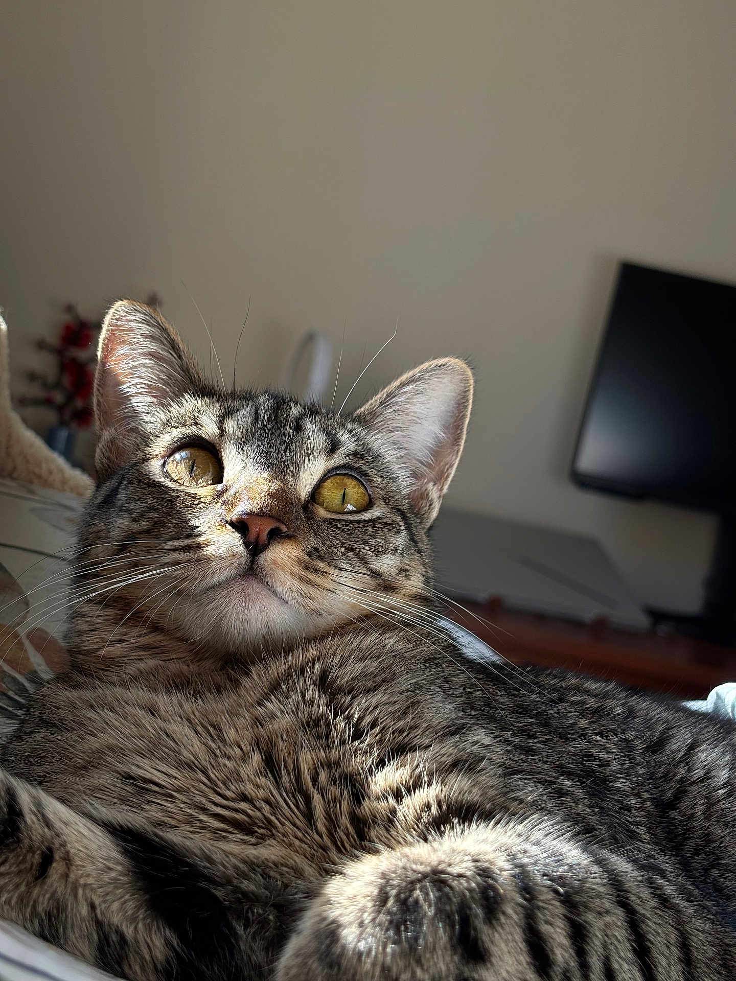 Pipi is registered to the contest to win money with this photo: bed, blanket, cat, close_up, computer_monitor, cozy, ears, fur, indoor, nose, paws, pet, portrait, relaxed, stripes, sunlight, tabby_cat, wall, whiskers, yellow_eyes