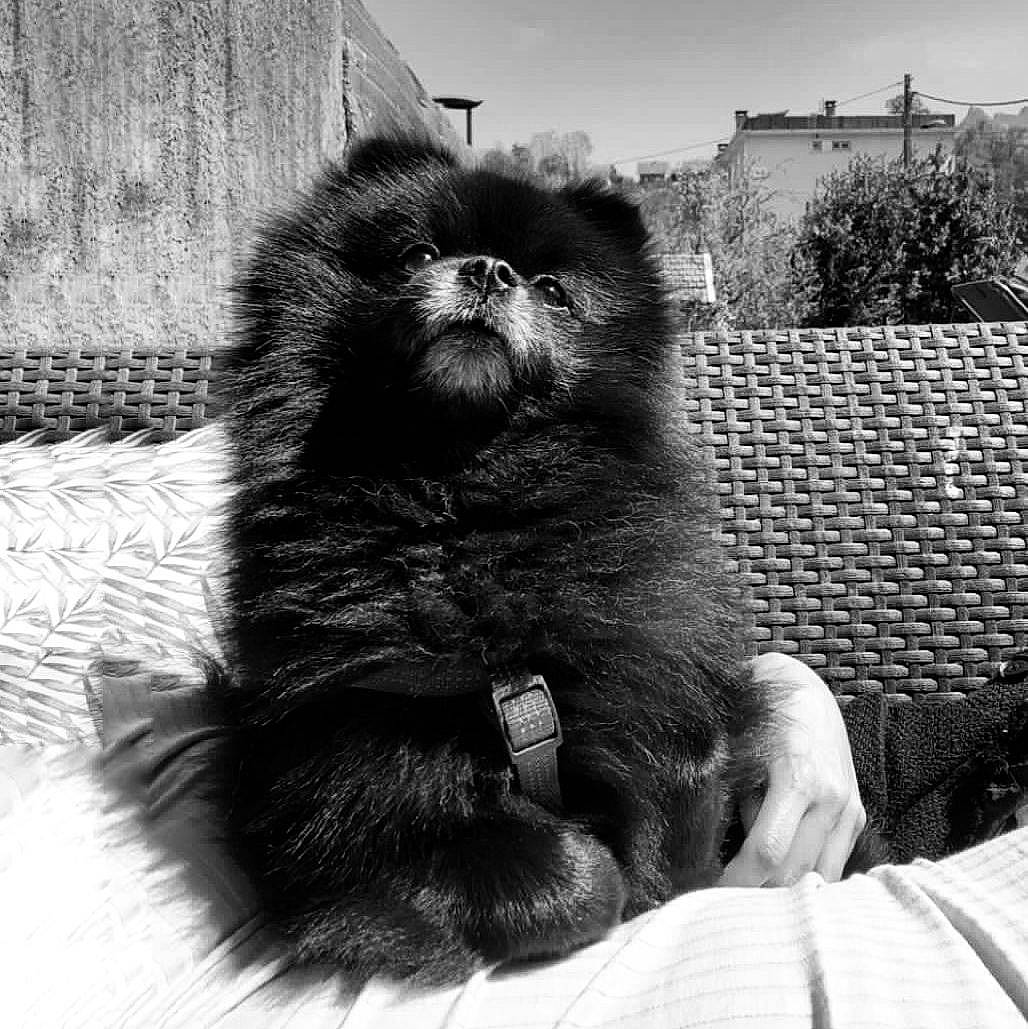 Meeko a rejoint le concours — aidez-le/la à gagner de superbes lots ! black_and_white, carnivore, companion_dog, dog, dog_breed, dog_supply, fur, liver, monochrome, monochrome_photography, plant, sky, snout, sporting_group, style, terrier, toy_dog, tree, whiskers, working_animal