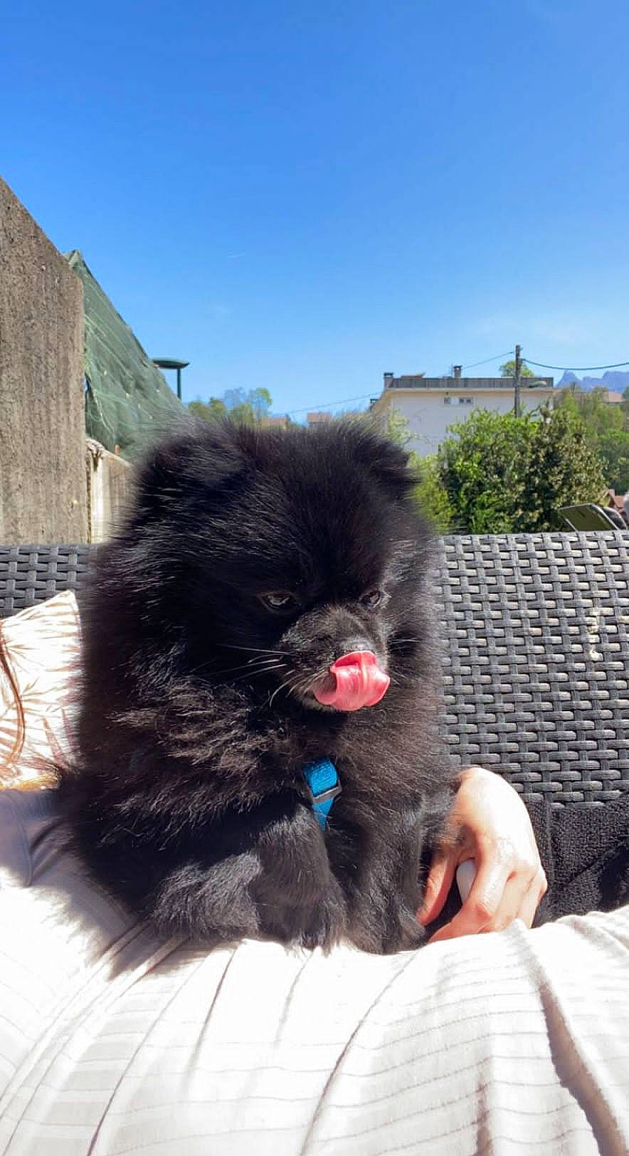 Meeko a rejoint le concours — aidez-le/la à gagner de superbes lots ! canidae, carnivore, claw, companion_dog, dog_breed, fashion_accessory, fawn, foot, fur, liver, paw, sky, snout, sporting_group, tail, terrestrial_animal, working_animal