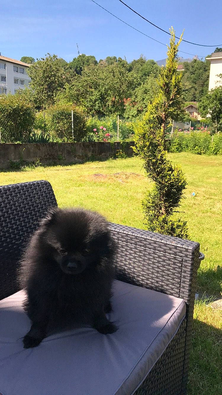 Meeko a rejoint le concours — aidez-le/la à gagner de superbes lots ! botany, carnivore, companion_dog, dog_breed, fawn, felidae, grass, green, leaf, morning, outdoor_furniture, plant, shade, sky, small_to_medium_sized_cats, spitz, tail, tints_and_shades, tree, window