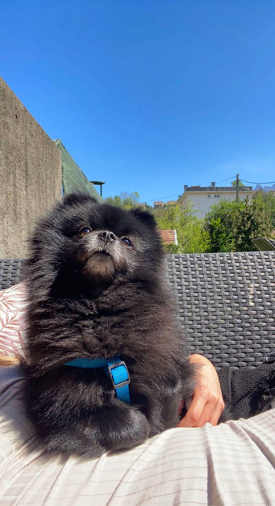 Meeko participe au concours pour gagner de l'argent avec cette photo : building, canidae, carnivore, collar, companion_dog, dog_breed, dog_collar, electric_blue, fawn, felidae, fur, grass, liver, plant, sky, snout, sporting_group, terrestrial_animal, whiskers, working_animal