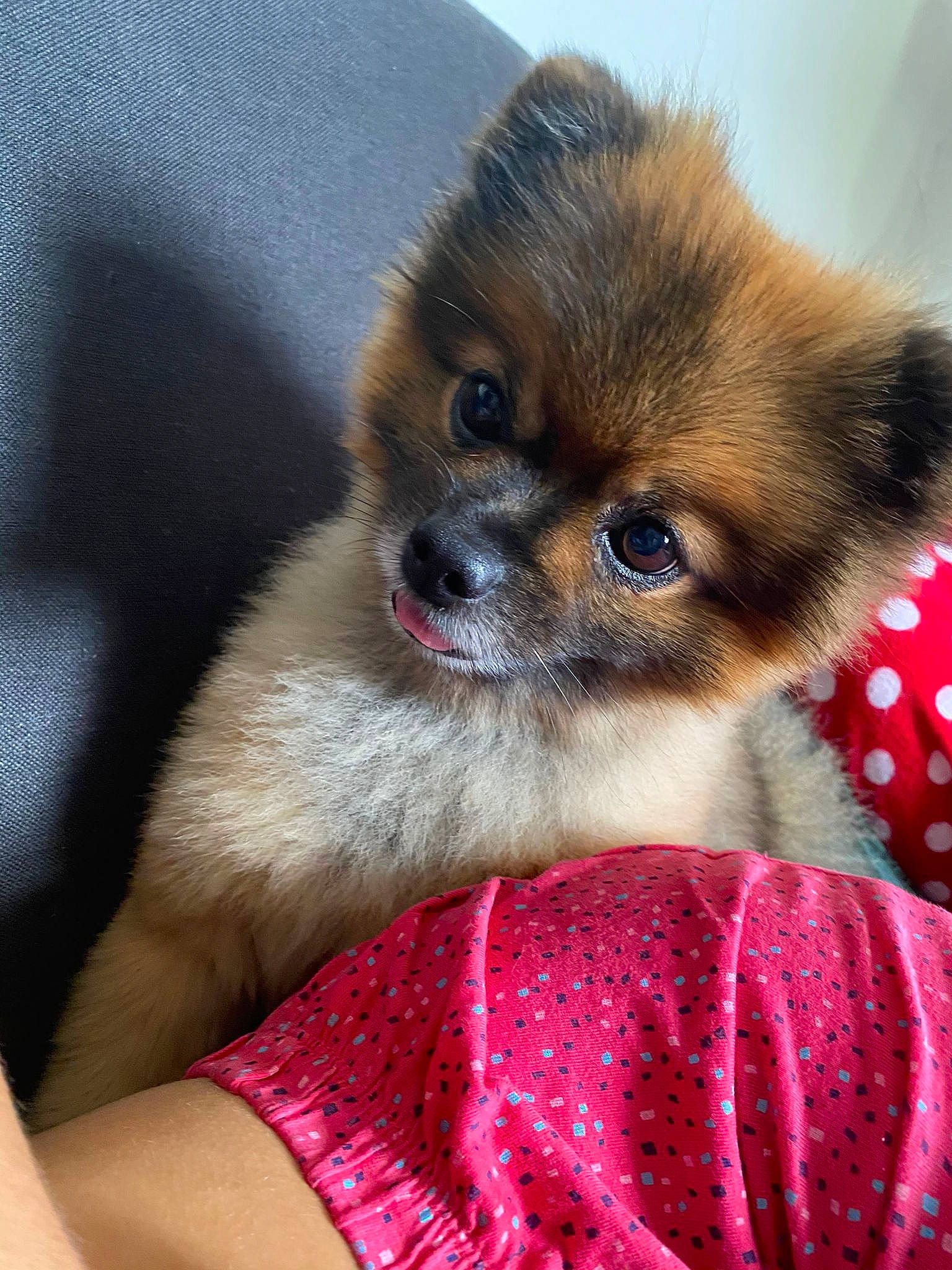 Jazz participe au concours pour gagner de l'argent avec cette photo : canidae, carnivore, companion_dog, dog, dog_breed, dog_supply, fawn, fur, liver, non_sporting_group, pattern, snout, sporting_group, terrestrial_animal, tibetan_spaniel, toy_dog, whiskers, wildlife, working_animal