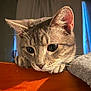 Kitty is registered to the contest to win money with this photo: cat, tabby, indoor, closeup, whiskers, curious, wood, furniture, animal, pet, portrait, eyes, ears, gray, cozy, soft_light, background_blur, feline, cute, domestic