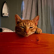 Kitty joined the competition — help win amazing prizes! cat, orange_tabby, paw, wooden_surface, sleepy, indoor, curtains, mirror, pet, animal, feline, relaxed, face, closeup, domestic_cat, whiskers, ears, resting, cute, cozy