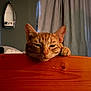 cat, orange_tabby, paw, wooden_surface, sleepy, indoor, curtains, mirror, pet, animal, feline, relaxed, face, closeup, domestic_cat, whiskers, ears, resting, cute, cozy