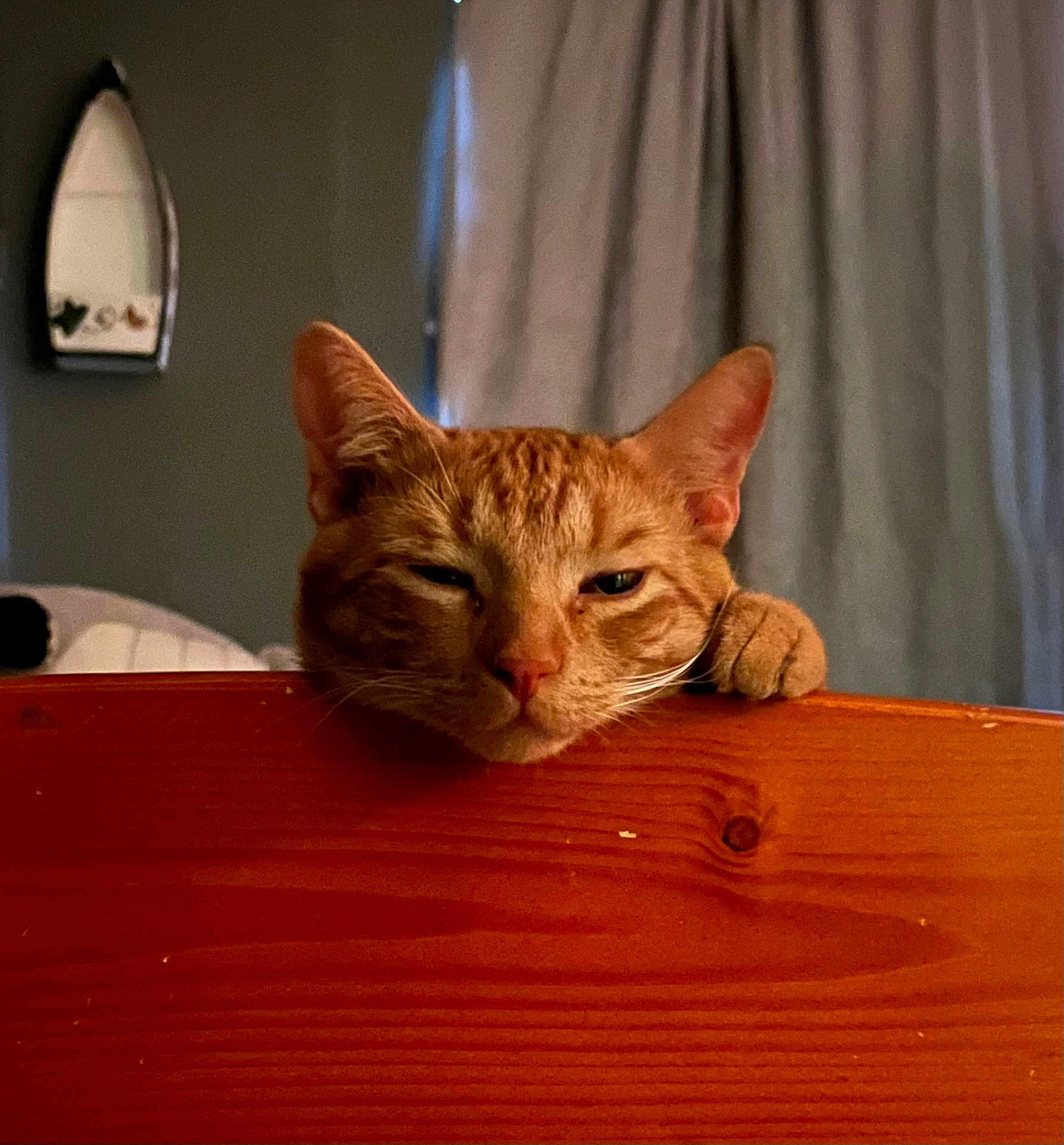 Kitty