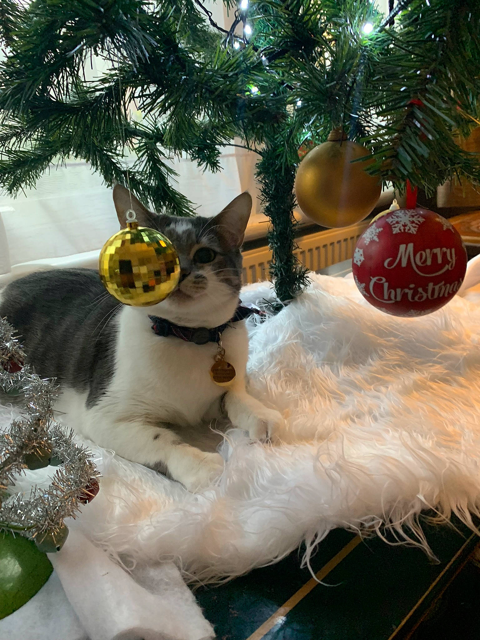 Starlord is registered to the contest to win money with this photo: carnivore, cat, christmas, christmas_decoration, christmas_ornament, christmas_tree, event, evergreen, fawn, felidae, holiday, holiday_ornament, light, mammal, ornament, plant, small_to_medium_sized_cats, toy, whiskers, winter