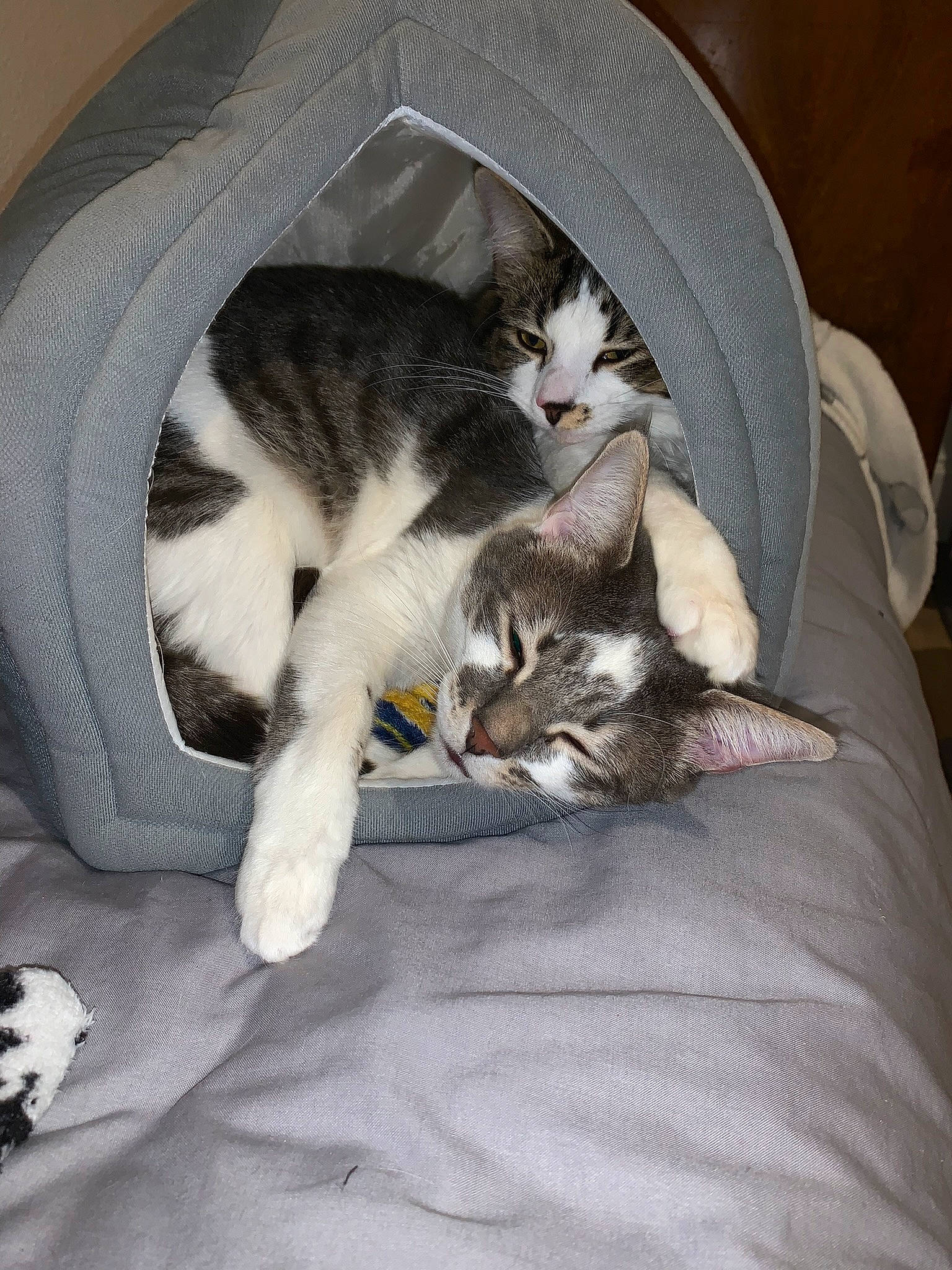 Starlord joined the competition — help win amazing prizes! carnivore, cat, cat_supply, comfort, domestic_short_haired_cat, felidae, fur, grey, nap, paw, small_to_medium_sized_cats, tail, whiskers