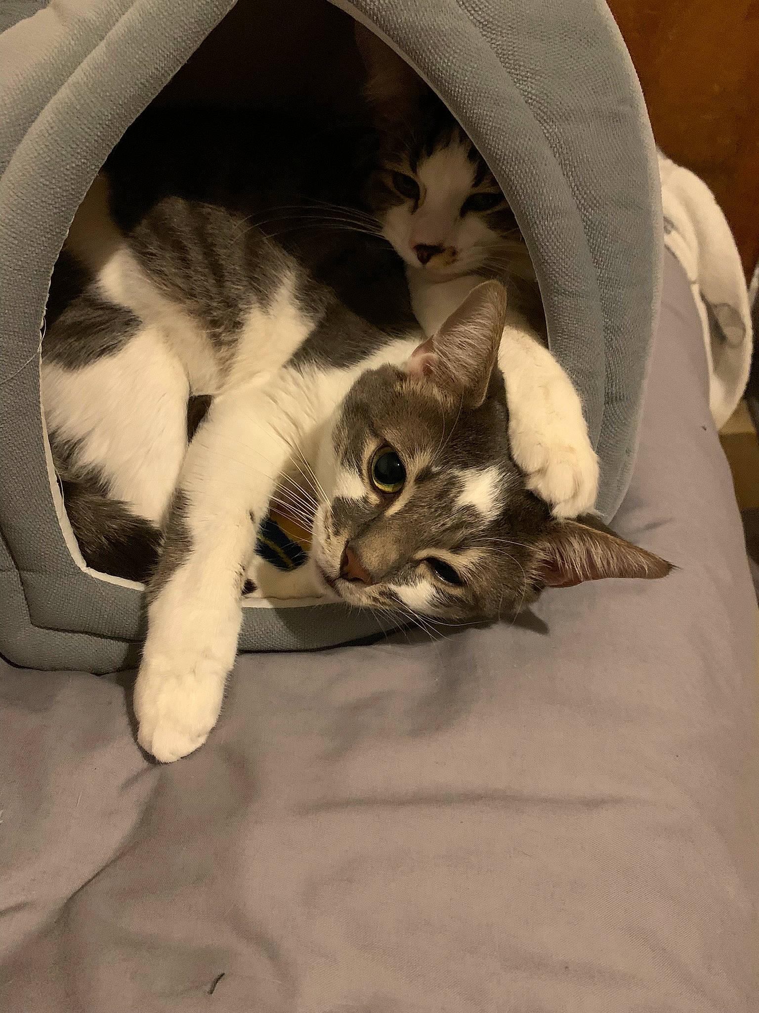 Starlord is registered to the contest to win money with this photo: carnivore, cat, cat_bed, cat_supply, claw, comfort, domestic_short_haired_cat, ear, fawn, felidae, fur, linens, mammal, nap, paw, small_to_medium_sized_cats, snout, tail, vertebrate, whiskers