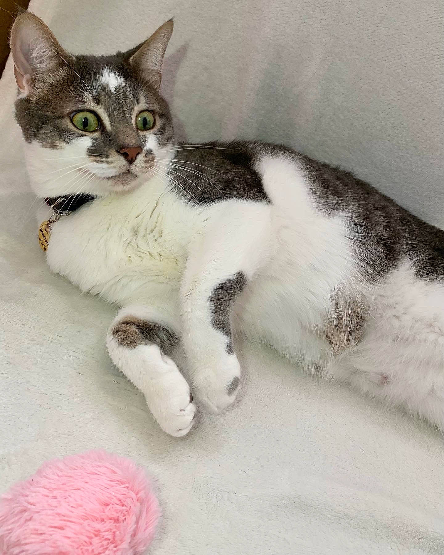 Starlord is registered to the contest to win money with this photo: carnivore, cat, claw, comfort, domestic_short_haired_cat, eye, felidae, foot, fur, leg, paw, photo_caption, sitting, small_to_medium_sized_cats, snout, tail, whiskers