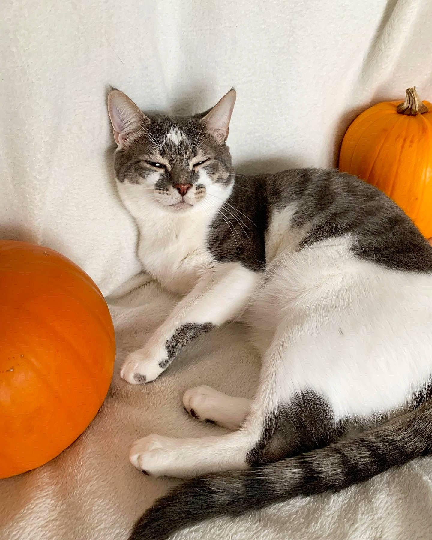 Starlord is registered to the contest to win money with this photo: calabaza, carnivore, cat, comfort, cucurbita, domestic_short_haired_cat, felidae, fur, gourd, grey, orange, paw, pumpkin, small_to_medium_sized_cats, snout, squash, tail, vegetable, whiskers, winter_squash
