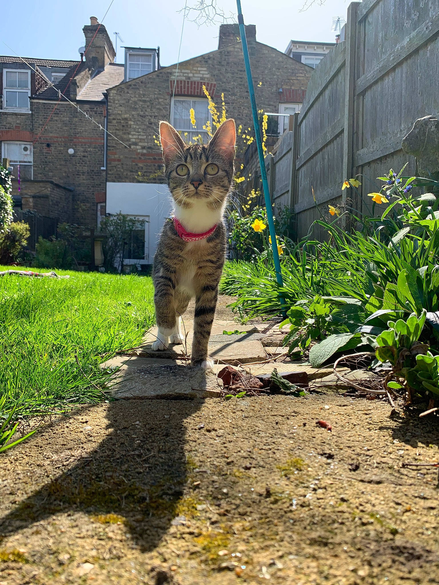 Storm is registered to the contest to win money with this photo: asphalt, building, carnivore, cat, fawn, felidae, flower, grass, house, plant, road, road_surface, sidewalk, sky, small_to_medium_sized_cats, snout, tail, wall, whiskers, window