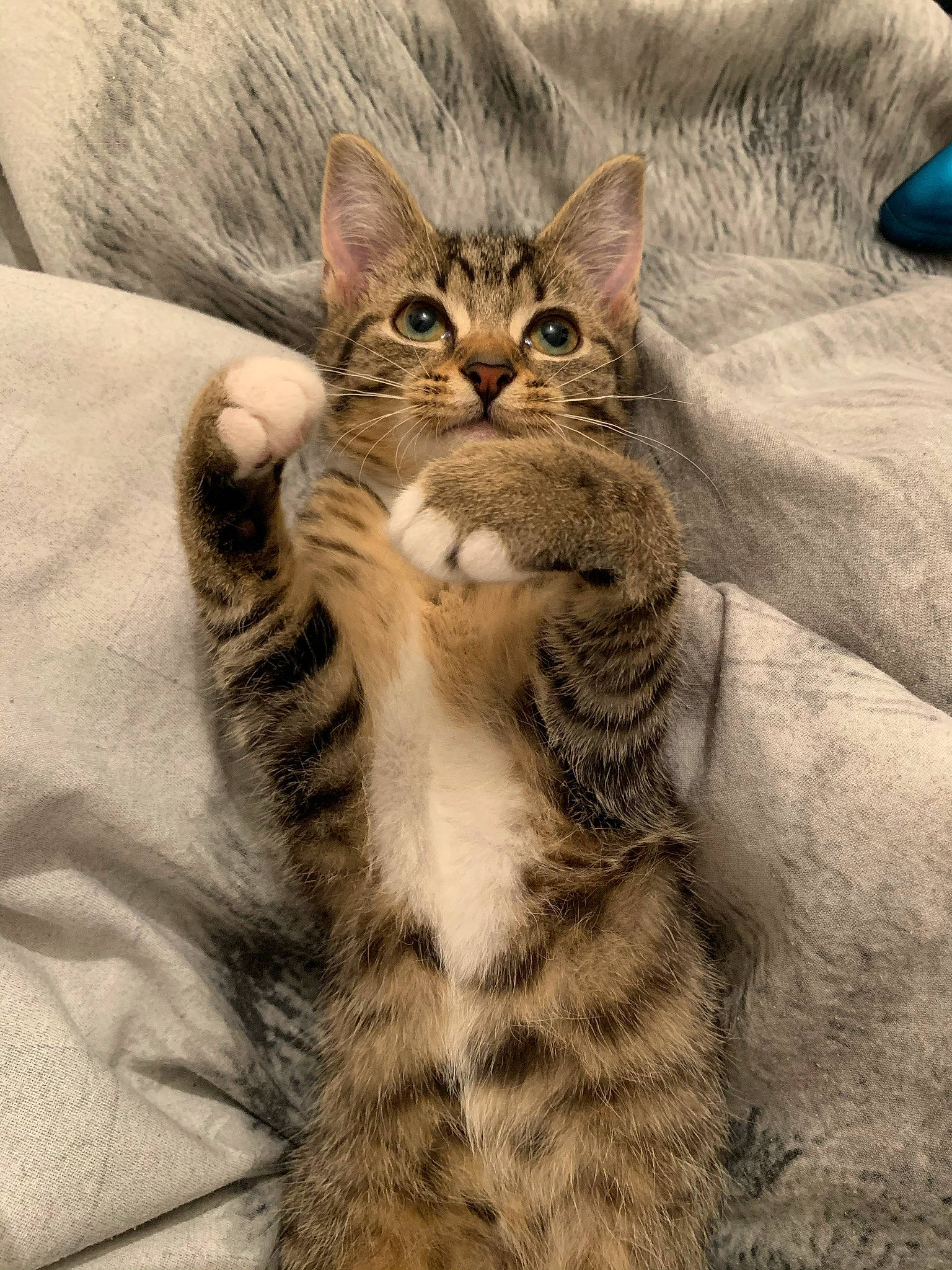 Storm is registered to the contest to win money with this photo: carnivore, cat, claw, comfort, domestic_short_haired_cat, eye, fawn, felidae, fur, gesture, pattern, paw, small_to_medium_sized_cats, snout, tail, terrestrial_animal, whiskers, wildlife