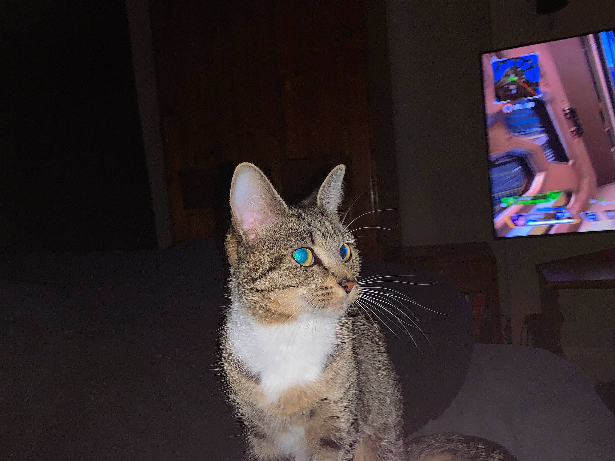 Storm is registered to the contest to win money with this photo: cable_television, carnivore, cat, couch, domestic_short_haired_cat, door, felidae, flat_panel_display, fur, led_backlit_lcd_display, output_device, paw, picture_frame, small_to_medium_sized_cats, snout, tail, television, television_set, whiskers, window