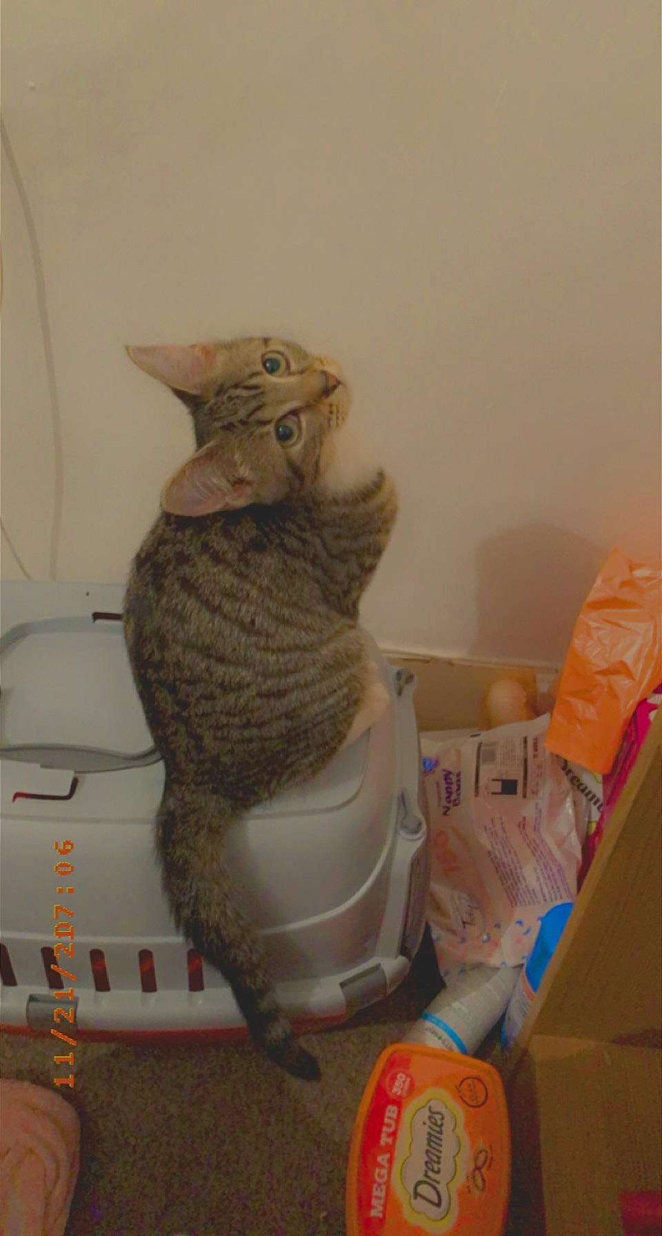 Storm is registered to the contest to win money with this photo: art, beak, cardboard, carton, cat, claw, domestic_short_haired_cat, fawn, felidae, flooring, fur, grey, room, shelf, small_to_medium_sized_cats, stuffed_toy, tail, toy, whiskers, wood