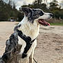 dog, border_collie, harness, leash, panting, tongue, fur, sitting, outdoor, dirt, park, portrait, side_profile, ears, attentive, cloudy_sky, trees, blurred_background, close_up, paws
