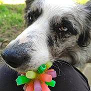 Urby participe au concours pour gagner de l'argent avec cette photo : dog, close_up, snout, nose, toy, colorful_toy, grass, outdoor, whiskers, eye, fur, black_and_white, pet, playful, muzzle, sitting_on_lap, human_leg, portrait, shallow_depth_of_field, summer