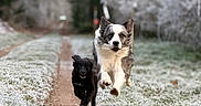 Urby participe au concours pour gagner de l'argent avec cette photo : action_shot, bokeh_background, border_collie, companion, dog, forest_path, frost, frozen_grass, happy, jumping, mid_air, outdoors, pet, playful, running, small_dog, trail, trees, two_dogs, winter
