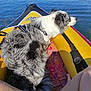 dog, lake, water, inflatable_boat, kayak, towel, harness, fur, pet, outdoors, summer, legs, shoreline, blue_water, relaxing, sunny, nature, recreation, boat_accessory, canine