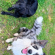 Ankara a rejoint le concours — aidez-le/la à gagner de superbes lots ! animal, black_dog, canine, dog, ears, eyes, fur, grass, happy, looking_up, muzzle, nature, outdoor, pets, playful, smiling, tail, tongue_out, two_dogs, white_dog
