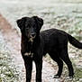 dog, black_dog, canine, portrait, standing, outdoor, winter, frost, snow, path, grass, fur, ears, eyes, tail, snout, paw, companionship, nature, field