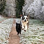 dog, dogs, running, jumping, frost, frosted_grass, trail, path, winter, forest, bokeh, mid_air, border_collie, black_dog, canine, outdoors, park, motion_blur, happy, snow