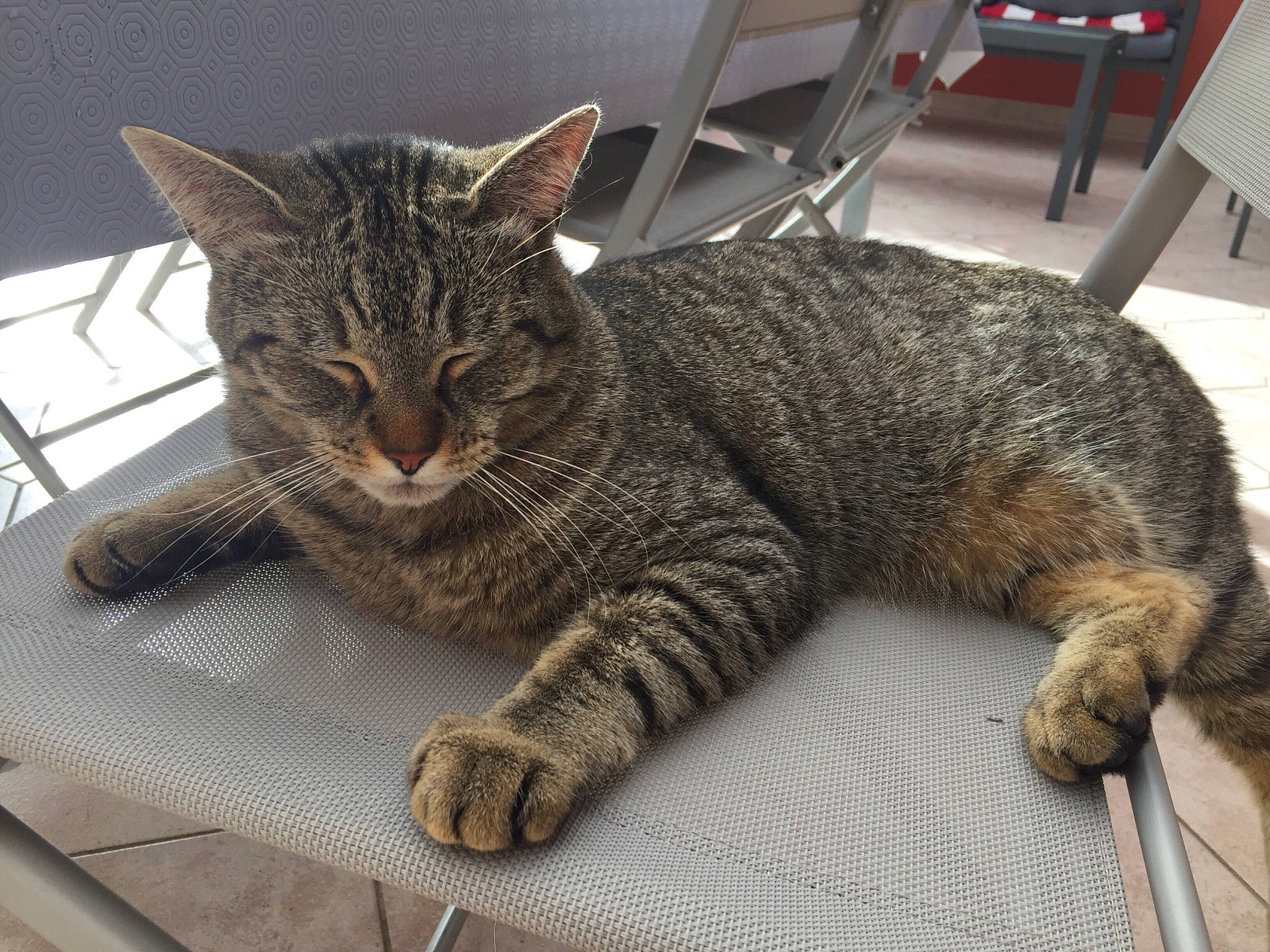 Leo participe au concours pour gagner de l'argent avec cette photo : carnivore, cat, chair, claw, comfort, domestic_short_haired_cat, felidae, fur, paw, sitting, small_to_medium_sized_cats, snout, tail, terrestrial_animal, whiskers