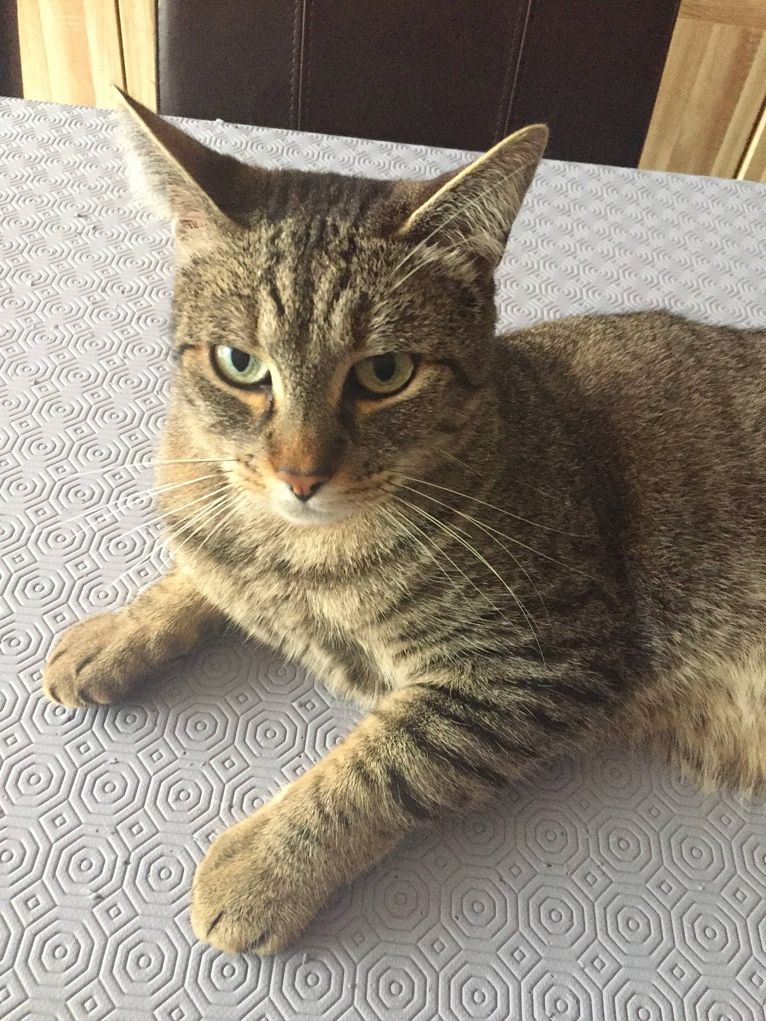 Leo participe au concours pour gagner de l'argent avec cette photo : carnivore, cat, claw, domestic_short_haired_cat, felidae, fur, metal, paw, rectangle, sitting, small_to_medium_sized_cats, snout, tail, terrestrial_animal, whiskers