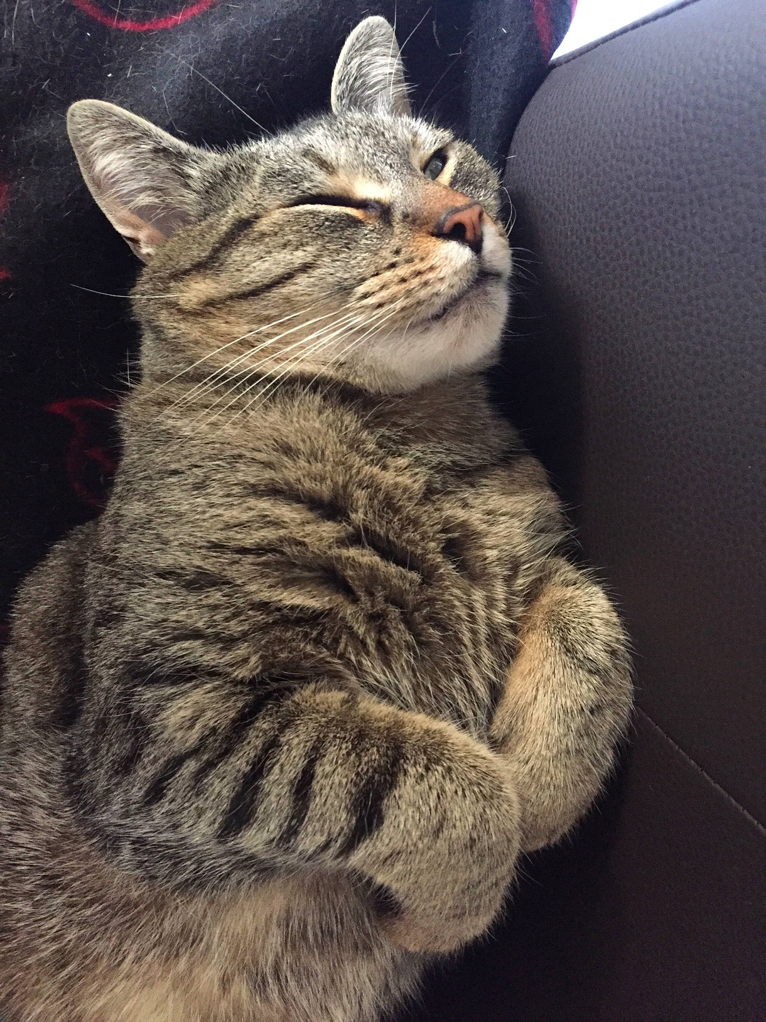 Leo a rejoint le concours — aidez-le/la à gagner de superbes lots ! carnivore, cat, claw, darkness, domestic_short_haired_cat, felidae, fur, grey, paw, small_to_medium_sized_cats, snout, tail, terrestrial_animal, tree, whiskers, wildlife, window