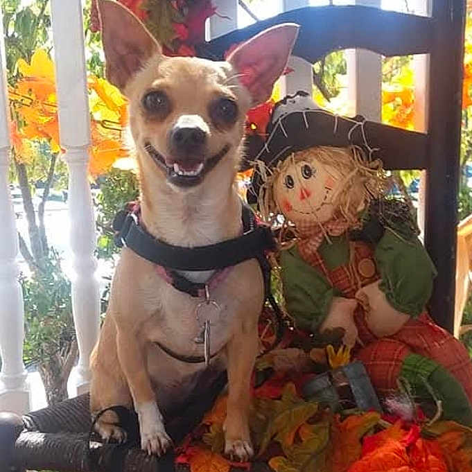 Lola joined the competition — help win amazing prizes! animal, autumn_leaves, chair, cute, decor, dog, fall, happy, leaf, leash, nature, outdoor, pet, porch, scarecrow, seasonal_decor, small_dog, smiling_dog, sunlight, wooden_chair