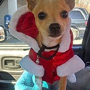 Lola is registered to the contest to win money with this photo: dog, small_dog, chihuahua, pet_clothing, red_coat, white_fur_trim, car_interior, car_seat, dog_bed, sunlight, window, vehicle, collar, bell, paw, alert, cute, pet, indoor, holiday