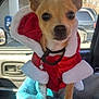 dog, small_dog, chihuahua, pet_clothing, red_coat, white_fur_trim, car_interior, car_seat, dog_bed, sunlight, window, vehicle, collar, bell, paw, alert, cute, pet, indoor, holiday