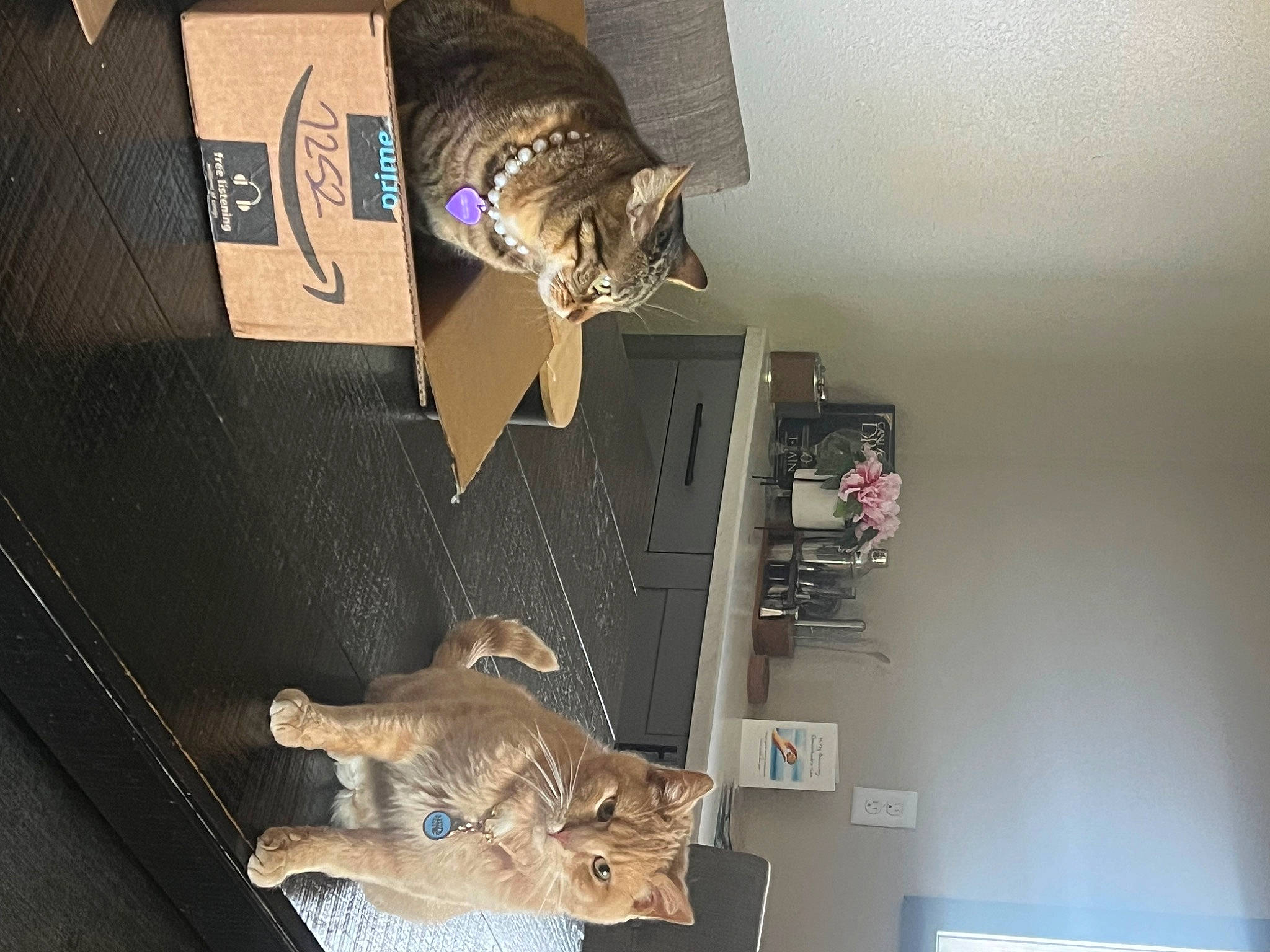 Sunnie joined the competition — help win amazing prizes! art, carnivore, cat, domestic_short_haired_cat, felidae, fur, hardwood, room, shelf, shelving, small_to_medium_sized_cats, sporting_group, tail, visual_arts, whiskers, wood