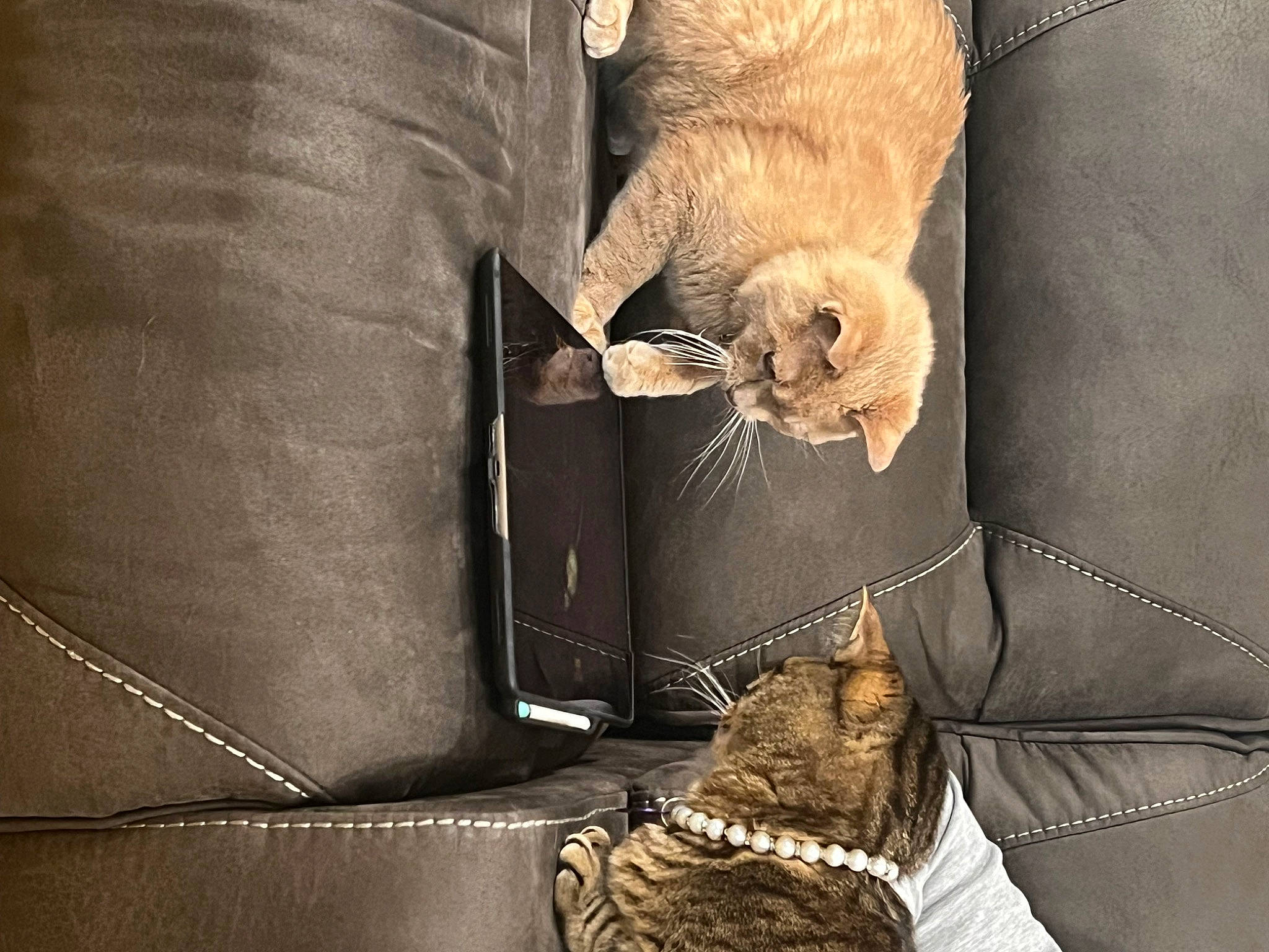 Novie is registered to the contest to win money with this photo: bag, baggage, boot, brown, carnivore, comfort, denim, fashion_accessory, fawn, felidae, fur, human_leg, leather, luggage_and_bags, metal, pattern, small_to_medium_sized_cats, textile, whiskers, wood