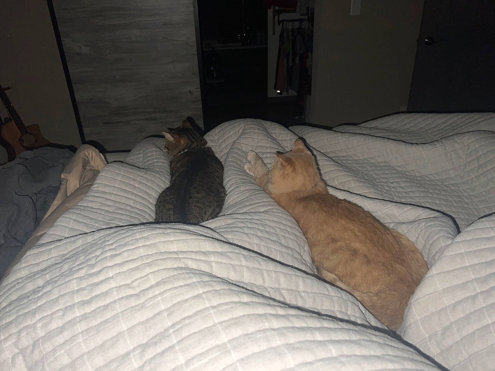 Novie is registered to the contest to win money with this photo: bed_sheet, bedding, bedroom, brown, carnivore, comfort, dog_breed, fawn, felidae, floor, flooring, grey, hardwood, linens, mammal, small_to_medium_sized_cats, textile, vertebrate, whiskers, wood