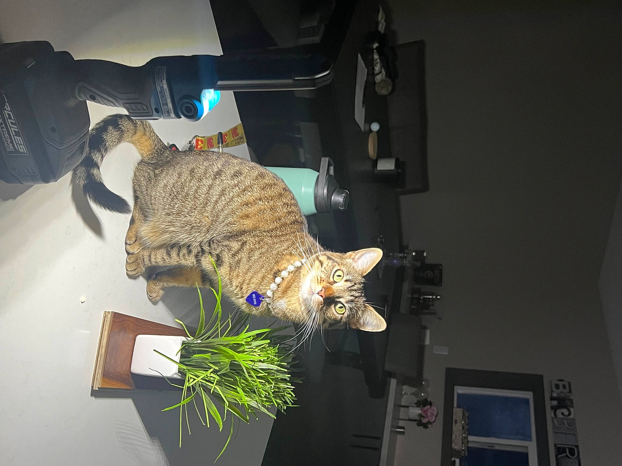 Novie joined the competition — help win amazing prizes! art, carnivore, cat, chair, domestic_short_haired_cat, falconiformes, felidae, flowerpot, fur, herb, houseplant, organism, plant, room, small_to_medium_sized_cats, tail, visual_arts, whiskers, wildlife