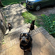 Curley joined the competition — help win amazing prizes! dog, cat, outdoor, yard, car, brick_steps, grass, sunlight, shadow, pet, animal, nature, sidewalk, concrete, greenery, curious, sitting, black_dog, white_cat, tabby_cat
