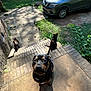 dog, cat, outdoor, yard, car, brick_steps, grass, sunlight, shadow, pet, animal, nature, sidewalk, concrete, greenery, curious, sitting, black_dog, white_cat, tabby_cat
