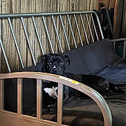 Moe joined the competition — help win amazing prizes! dog, black_dog, pet, couch, furniture, indoor, wood_paneling, metal_frame, resting, animal, canine, comfort, domestic, quiet, relaxation, household, fur, looking, seated, calm