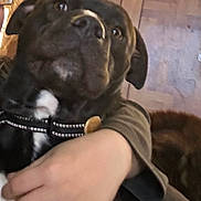 Moe joined the competition — help win amazing prizes! affection, animal, black_dog, calendar, close_up, collar, companion, cute, dog, domestic, friendly, furniture, hand, hug, indoor, person, pet, warmth, white_patch, wooden_door