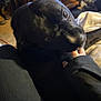 animal, black_dog, blanket, canine, close_up, comfort, companion, cozy, dog, floor, furniture, human_hand, indoor, lap, looking_up, pet, resting, shiny_eyes, warm_lighting, wooden_table