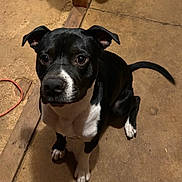 Larry joined the competition — help win amazing prizes! dog, black_and_white, pet, animal, sitting, floor, wooden_planks, curious, indoors, canine, ears, tail, paws, looking_up, companion, domestic, mammal, cute, alert, friendly