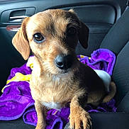 Hattie Mae is registered to the contest to win money with this photo: dog, puppy, brown_dog, car_interior, blanket, purple_blanket, seat, paw, curious, pet, animal, companion, cute, indoors, closeup, fur, small_dog, looking, car_seat, canine